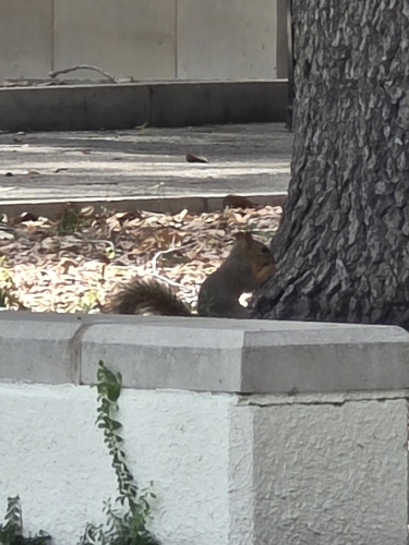 Eastern Fox Squirrel