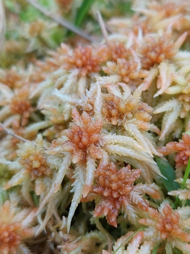 Sphagnum palustre observed 2026-10-13