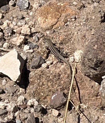 Chihuahuan Spotted Whiptail
