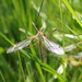 Tipula vernalis - Photo (c) David Renoult, some rights reserved (CC BY-NC), uploaded by David Renoult