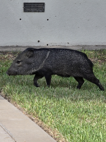 Collared Peccary