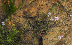 Pelargonium tabulare