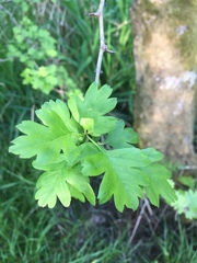 Crataegus