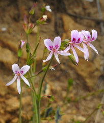 Pelargonium tabulare