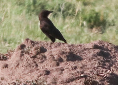 Myrmecocichla aethiops