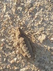 Ocneropsis bethlehemita