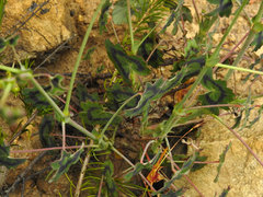 Pelargonium tabulare