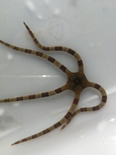 Ophioderma observed 2026-10-13