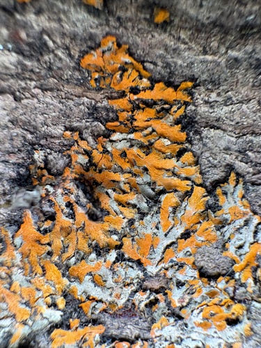 Orange-cored Shadow Lichen