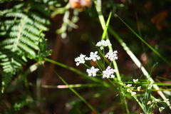 Selinum