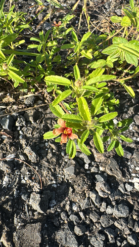 Sida ciliaris observed 2026-10-13
