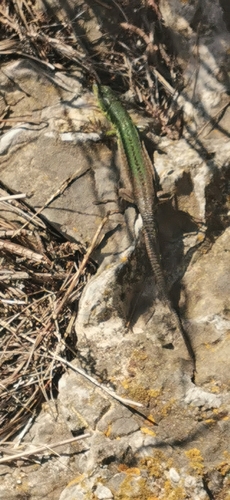 Italian Wall Lizard