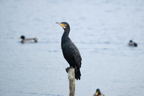 Great Cormorant