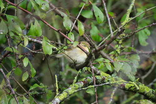 Common Chiffchaff