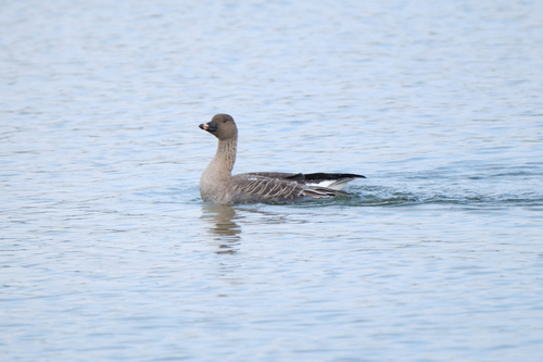 Tundra Bean Goose
