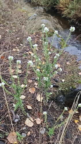 hoary alyssum