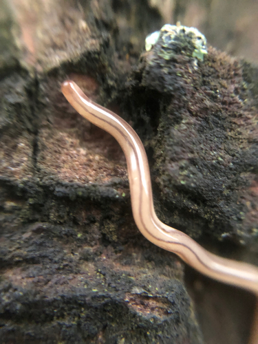 Geonemertes pelaensis observed 2026-10-13