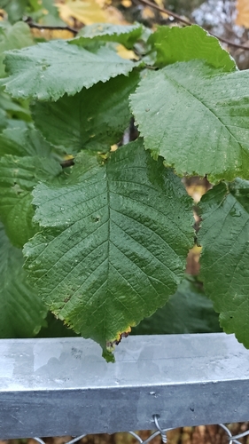 Wych Elm