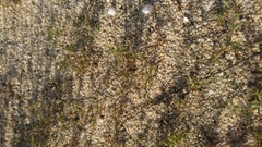 Bupleurum semicompositum