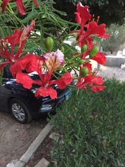 Delonix regia
