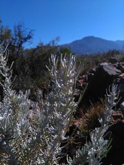 Senecio filaginoides