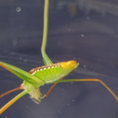 Obolopteryx catinata