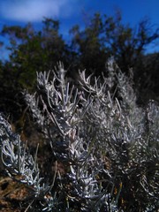 Senecio filaginoides