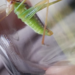 Obolopteryx catinata