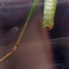 Obolopteryx catinata