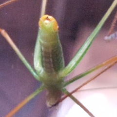 Obolopteryx catinata