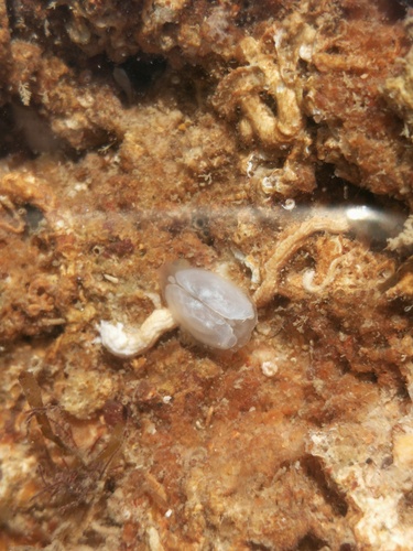 Galeomma turtoni, 2026-10-13