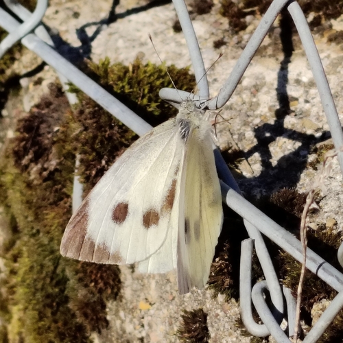 Large White