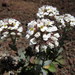 Alpine Pennycress - Photo (c) Rob Klotz, some rights reserved (CC BY-NC), uploaded by Rob Klotz