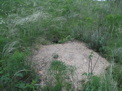 Marmota kastschenkoi