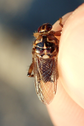 New Forest fly