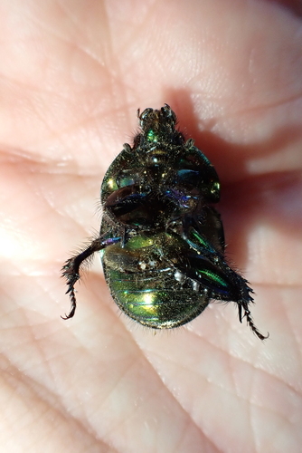 Sericotrupes niger
