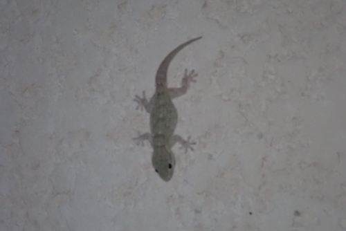 Moorish Gecko