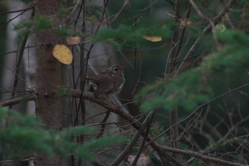 Hermit Thrush