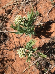 Comandra umbellata pallida