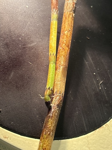 water horsetail