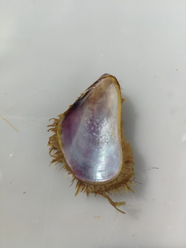 Modiolus barbatus observed 2026-10-13