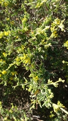 Anthyllis hermanniae hermanniae