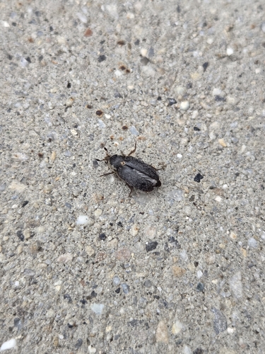 Fringed Larder Beetle