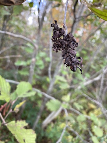 Taphrina robinsoniana, 2026-10-08