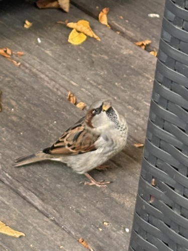House Sparrow