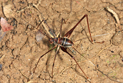Phalangopsis