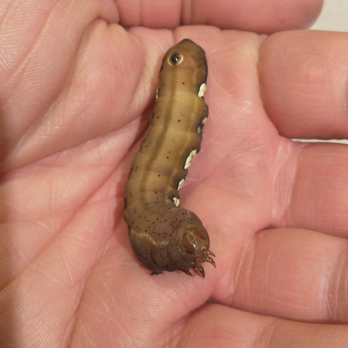 Pandorus Sphinx