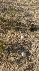 Bupleurum semicompositum