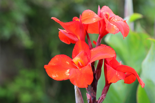 Canna glauca observed 2026-10-13