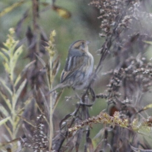 Nelson's Sparrow